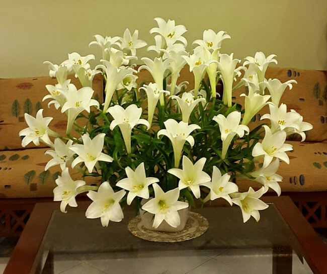 Hoa tháng 4, mua hoa loa kén từ ngõ đến nhà